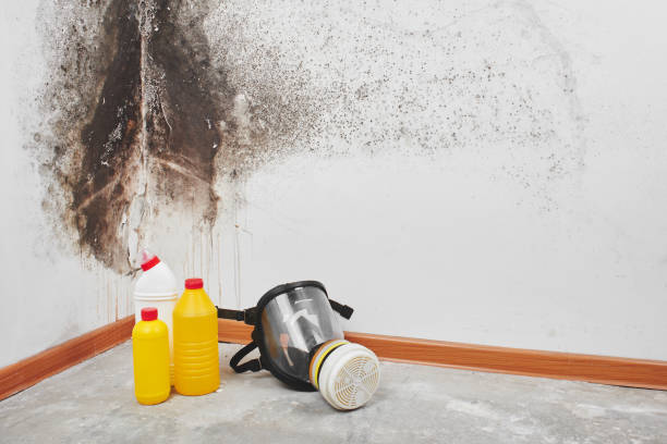 Best Mold Testing  in Baywood Park, CA