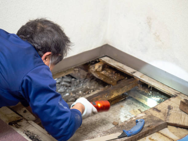 Best Mold Damage Repair  in Baywood Park, CA