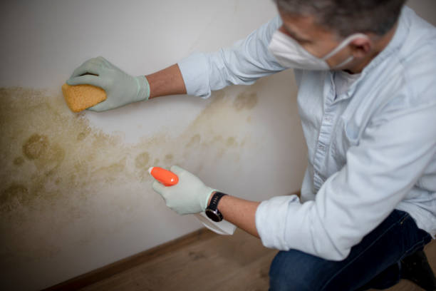 Best Residential Mold Removal  in Baywood Park, CA