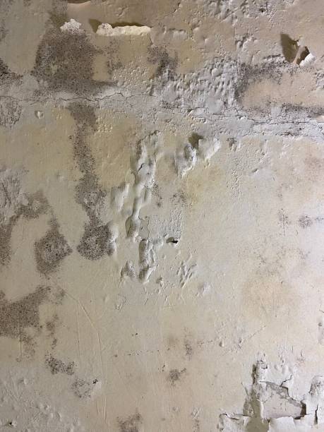 Best Best Mold Removal Companies  in Baywood Park, CA
