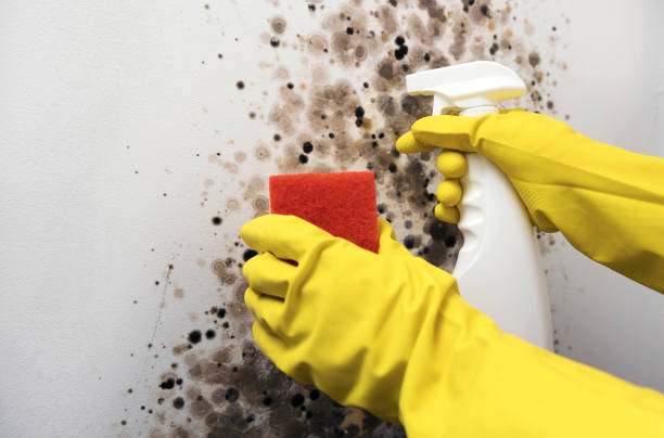 Best Mold Removal and Inspection  in Baywood Park, CA