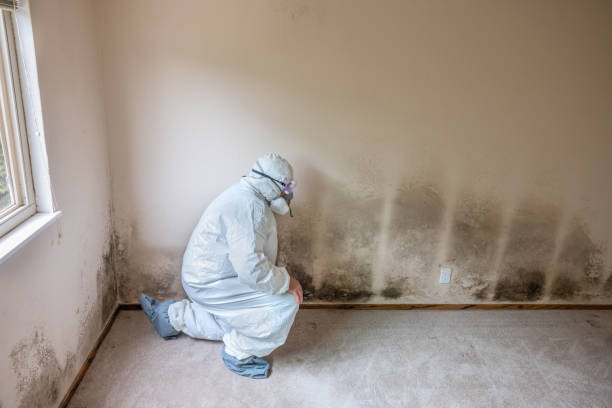 Best Toxic Mold Removal  in Baywood Park, CA
