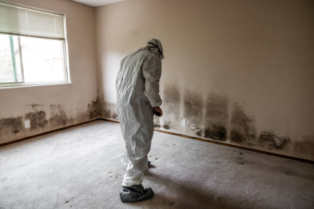 Best Certified Mold Removal  in Baywood Park, CA