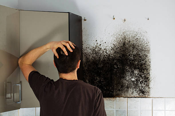 Best Commercial Mold Removal  in Baywood Park, CA